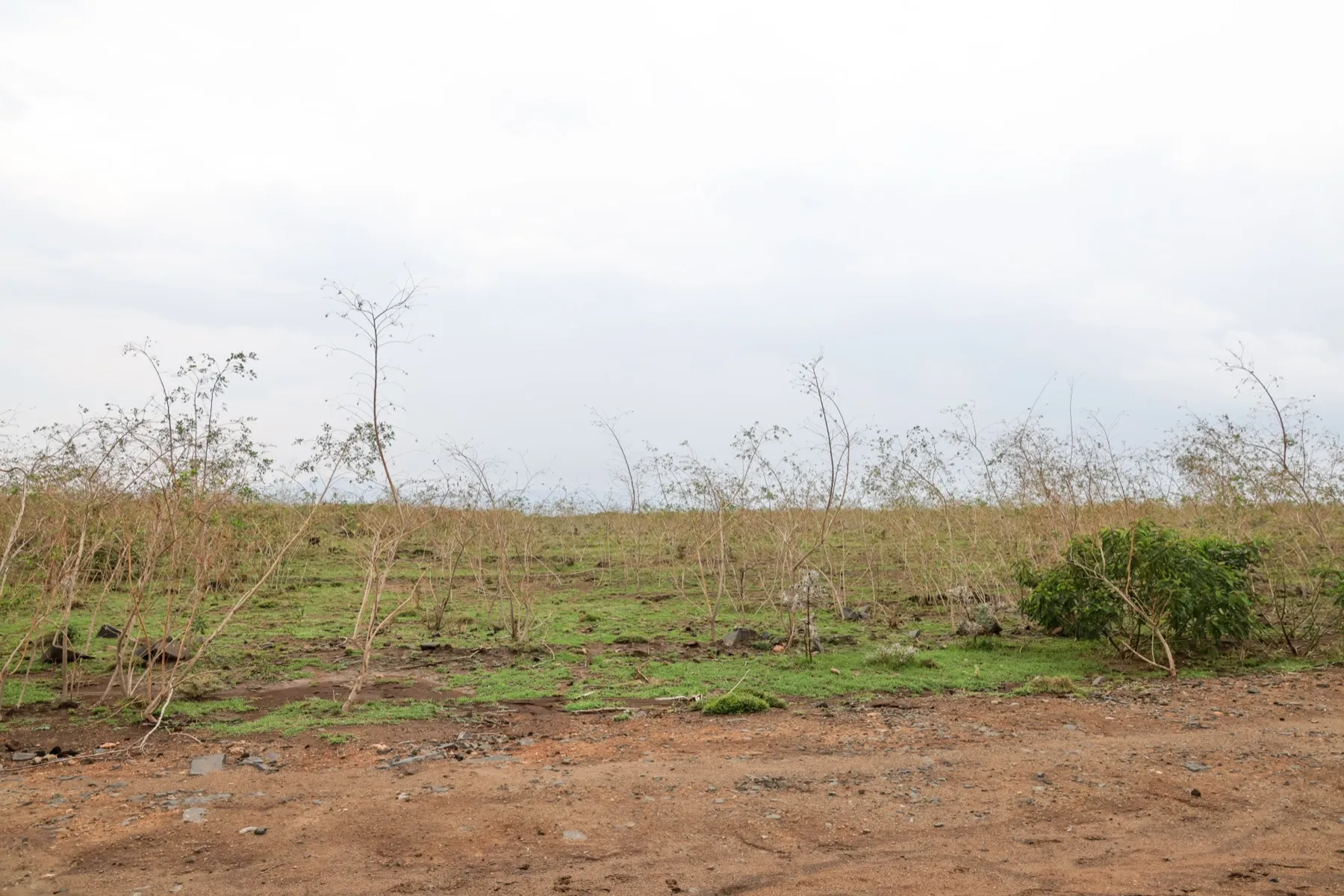 The land at Hells Gate before the build — sparse acacia, volcanic soil, Rift Valley horizon